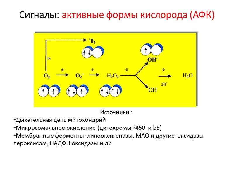 Сигналы: активные формы кислорода (АФК) Источники : Дыхательная цепь митохондрий Микросомальное окисление (цитохромы Р450